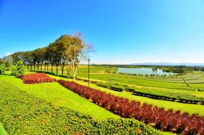 Scenic view of field against clear sky