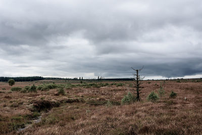 Scenic view of field against sky