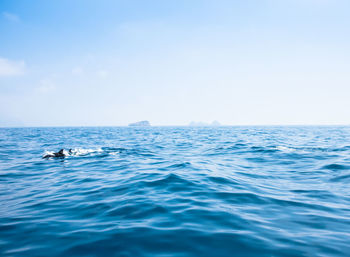 Dolphins swimming in sea against sky