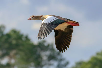 Low angle view of bird flying