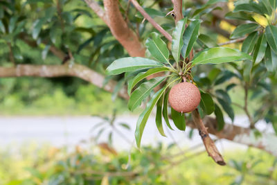 Sapodilla fruit