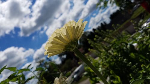 Close-up of yellow flower against sky