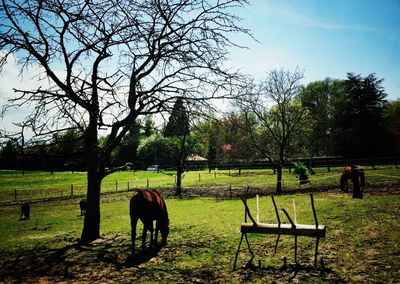 Horse grazing on grassy field