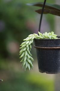 Close-up of potted plant