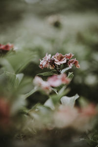 Close-up of pink flowering plant