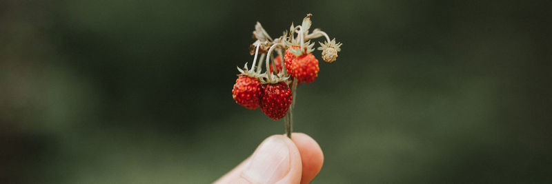 Sprig of wild berry strawberries in man's hand holds. fingers holding and harvesting twig berries