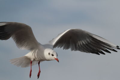 Low angle view of seagull flying against clear sky