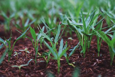 Close-up of small plant growing on field