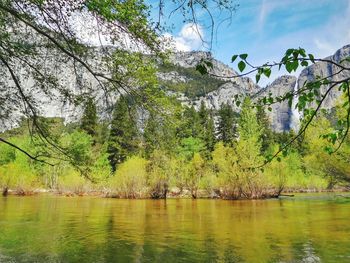 Reflection of trees in lake
