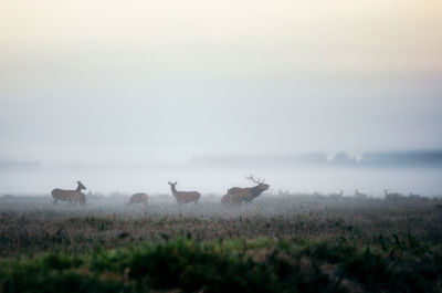 Deer in foggy field