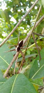 Close-up of insect on plant