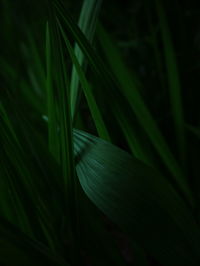 Close-up of green leaf