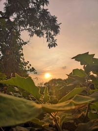 Plants and leaves against sky during sunset