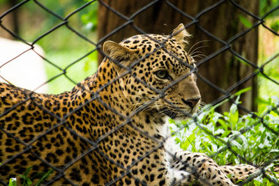 Close-up of jaguar by fence at zoo