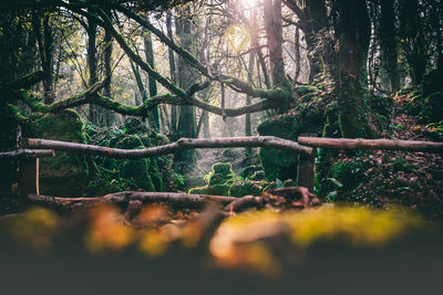 Trees growing in forest