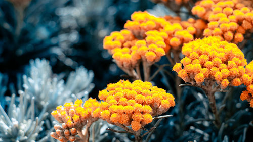 Close-up of yellow flowering plant