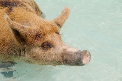 Close-up of dog swimming in water