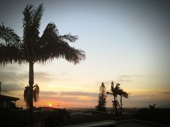 Silhouette of palm trees at sunset