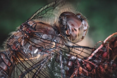 Close-up of dragonfly on plant