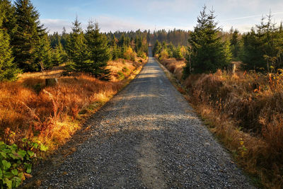 Road amidst trees in forest against sky