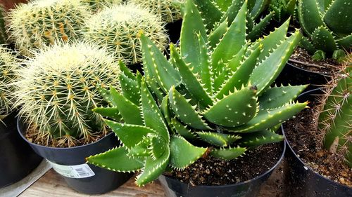 Close-up of cactus plants