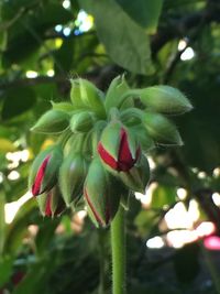 Close-up of red flower