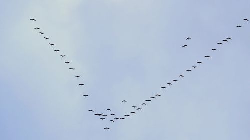 flock of birds