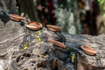 Close-up of leaf on tree trunk