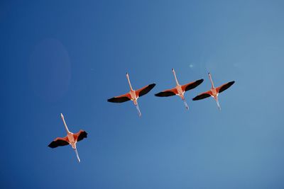 Low angle view of flamingos flying in sky