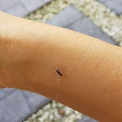 Close-up of insect on hand