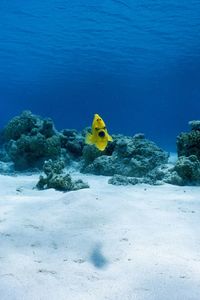 Jellyfish swimming in sea