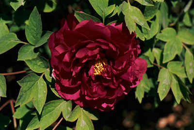 Close-up of pink rose