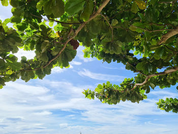 Low angle view of fruit tree against sky