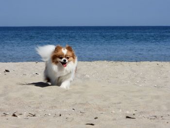 View of cute dog on beach