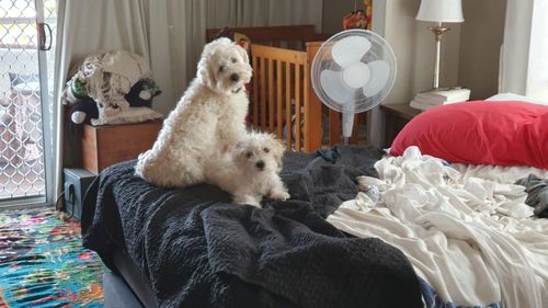 Portrait of dog relaxing on bed at home