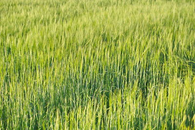 Full frame shot of corn field