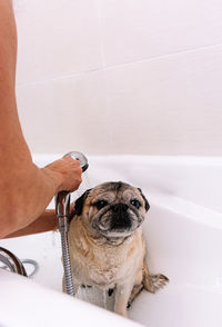 Midsection of person with dog in bathroom