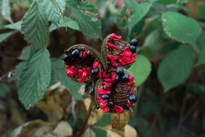 Close-up of red berries growing on plant