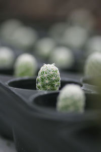 Close-up of succulent plant
