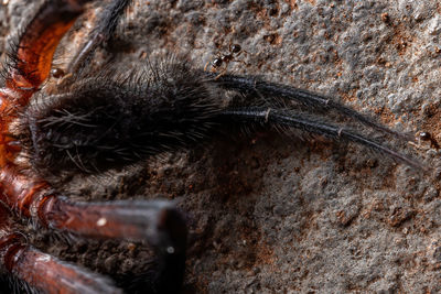 Close-up of butterfly on rock