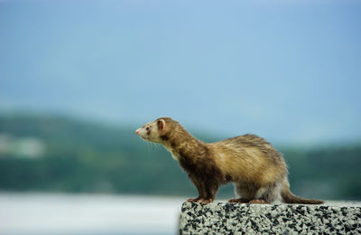 Side view of ferret on retaining wall