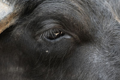 Close-up portrait of a dog