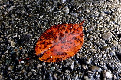 Close-up of autumnal leaves