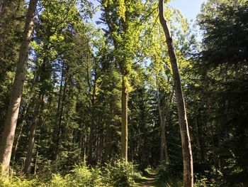 Low angle view of bamboo trees in forest