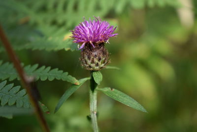 Close-up of purple thistle flower