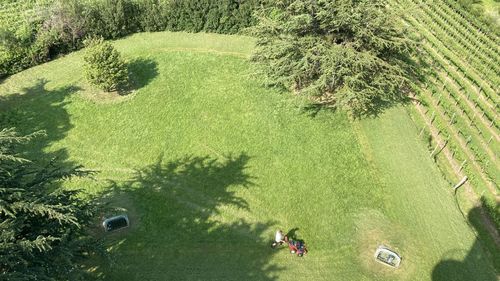 High angle view of tree on field