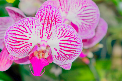 Close-up of pink flower blooming outdoors