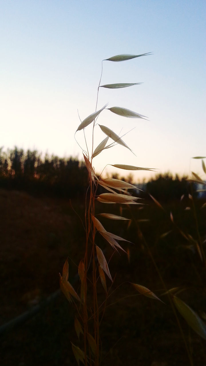 clear sky, plant, nature, copy space, focus on foreground, tranquility, grass, field, close-up, tranquil scene, growth, landscape, selective focus, outdoors, no people, dry, beauty in nature, sky, day, non urban scene