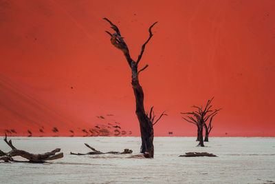 Bare tree by sea against sky during sunset