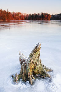 Stump standing in frozen lake at sunrise